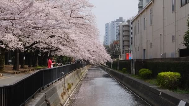 Tokios Kirschblüten Frühling 2022 — Stockvideo