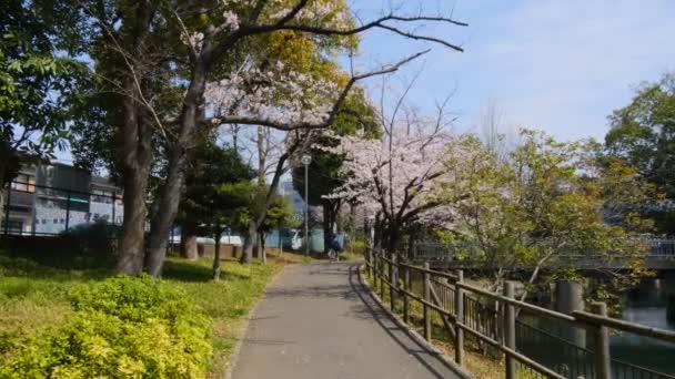 Токийская Сакура Расцветает 2022 Весной — стоковое видео