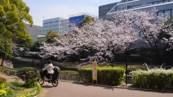 Tokio Kersenbloesems 2022 Voorjaar — Stockvideo