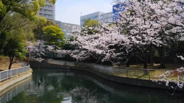 Wiosna 2022 Kwitnie Wiśnia Tokio — Wideo stockowe