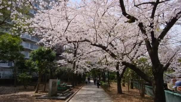 東京桜2022春 — ストック動画