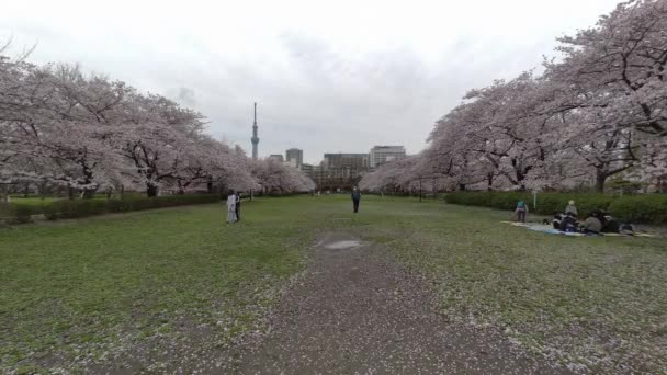 Tokio Flores Cerezo 2022 Primavera — Vídeos de Stock