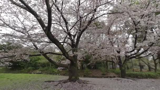 Tokyo Cherry Blomstrer 2022 Våren – stockvideo