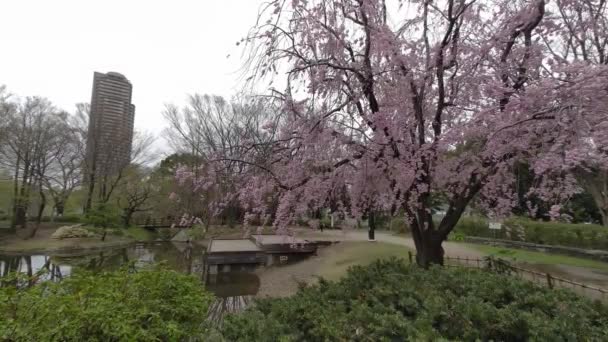 Tokio Flores Cerezo 2022 Primavera — Vídeo de stock