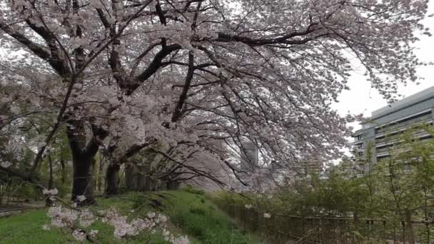 Tokiói Cseresznyevirág 2022 Tavasz — Stock videók