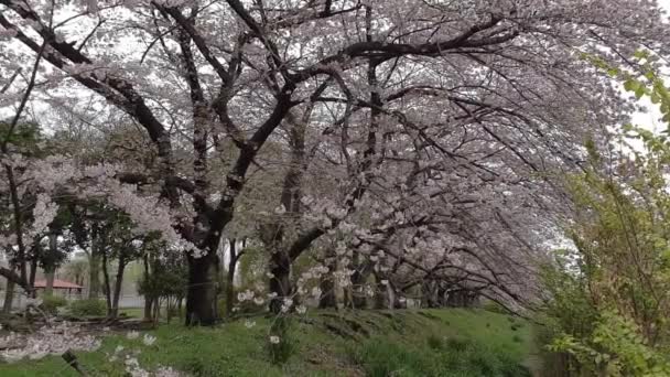 Tokio Flores Cerezo 2022 Primavera — Vídeo de stock