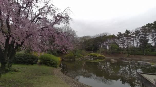 Tokyo Fiori Ciliegio 2022 Primavera — Video Stock