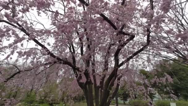Tokyo Fleurs Cerisier 2022 Printemps — Video