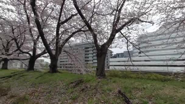 Токийская Сакура Расцветает 2022 Весной — стоковое видео