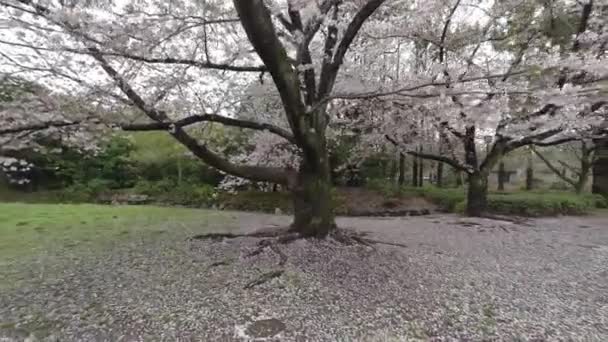 Tokyo Cherry Blossoms 2022 Spring — Stock Video