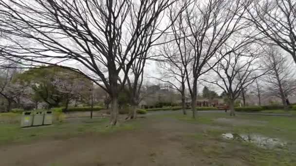 Tokyo Cherry Blossoms 2022 Spring — Stock Video