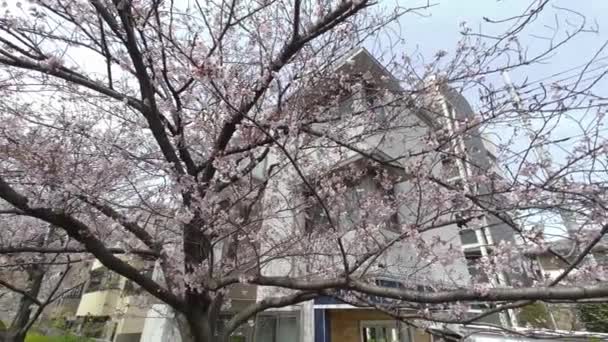 Tokios Kirschblüten Frühling 2022 — Stockvideo