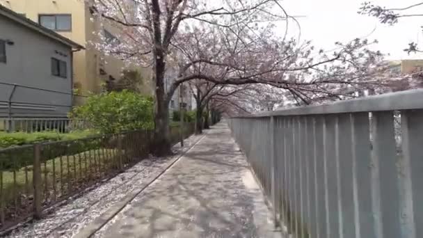Tokyo Fiori Ciliegio 2022 Primavera — Video Stock