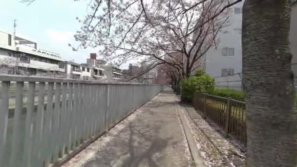 东京樱花2022年春 — 图库视频影像