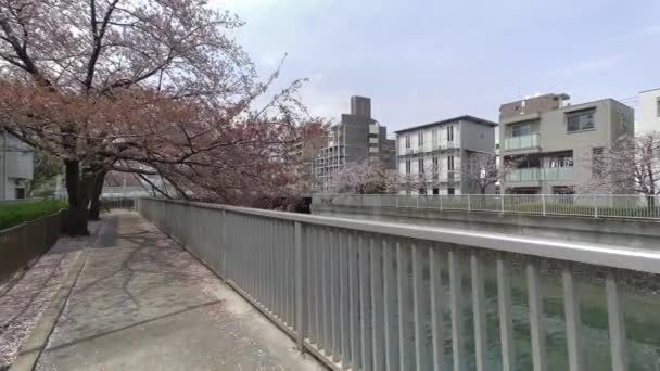 Tokijské Květy Třešní 2022 Jaro — Stock video