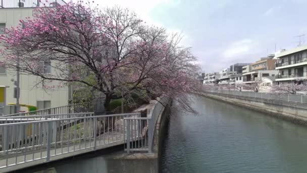 Tokios Kirschblüten Frühling 2022 — Stockvideo