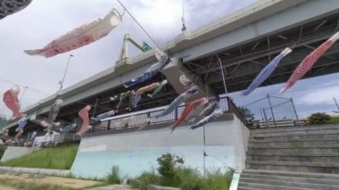 Japon kültür sazan balığı flaması Koinobori 2022
