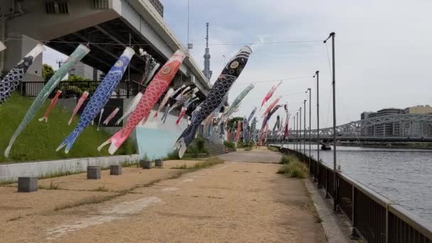 日本の文化鯉ストリーマー小井の堀2022 — ストック動画