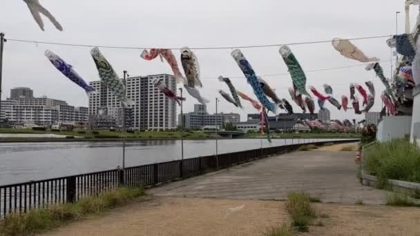 Pemukiman Ikan Mas Jepang Koinobori 2022 — Stok Video