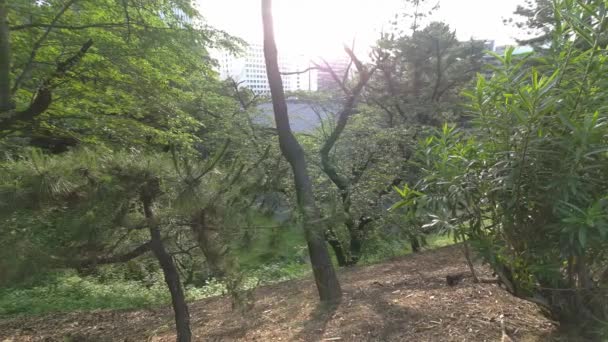 Tokyo Kitanomaru Park Early Morning 2022 — Stock Video