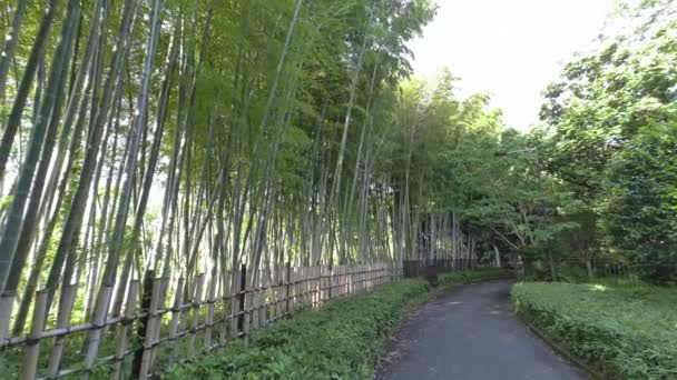 Tokyo Kitanomaru Park 2022 Kora Reggel — Stock videók
