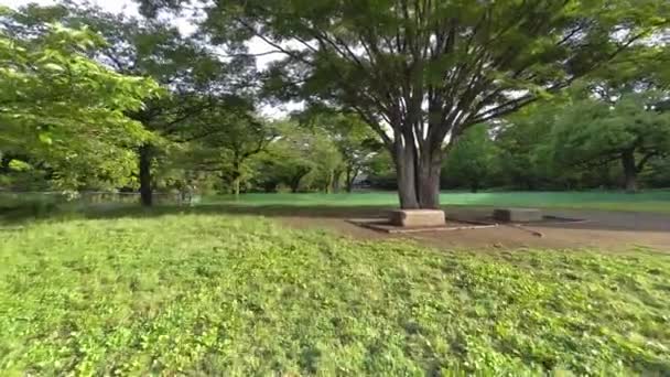 Tokyo Kitanomaru Park Early Morning 2022 — Stock Video
