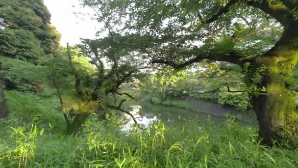 Tokyo Chidorigafuchi Časné Ráno 2022 — Stock video