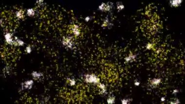 Işık parçacığı animasyon grafiklerini parlat