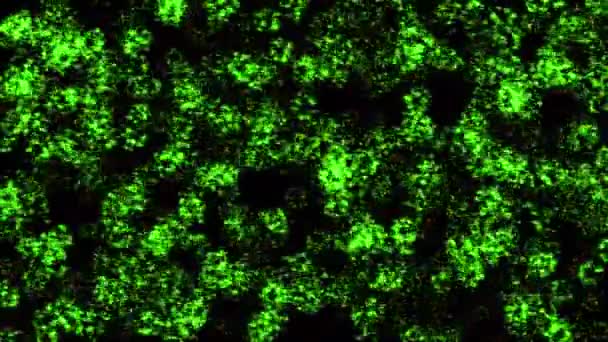 Brilhe Luz Partículas Animação Movimento Gráficos — Vídeo de Stock