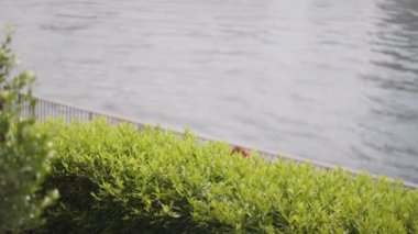 Tokyo Sumida Nehri Sinematik Video 2022 Haziran