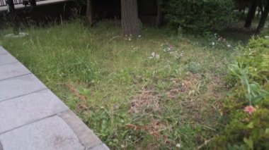 Tokyo Kiba Parkı Sinematik Video 2022 Haziran