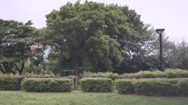 Tokyo Kiba Parkı Sinematik Video 2022 Haziran