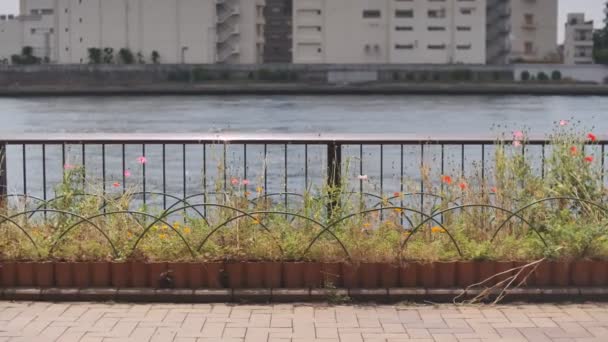 Tokyo Sumida River Cinematic Video 2022 — 비디오