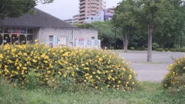Tokyo Kiba Parkı Sinematik Video 2022 Haziran