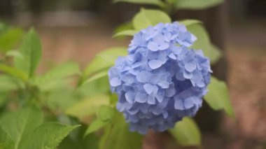 Ortanca çiçeği sinematik video 2022