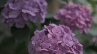 Ortanca çiçeği sinematik video 2022