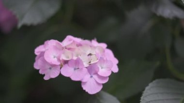 Ortanca çiçeği sinematik video 2022