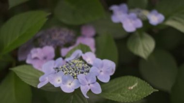 Ortanca çiçeği sinematik video 2022