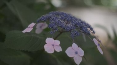 Ortanca çiçeği sinematik video 2022