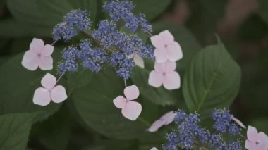 Ortanca çiçeği sinematik video 2022