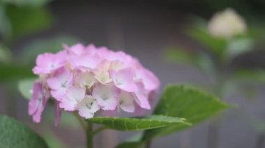 Ortanca çiçeği sinematik video 2022