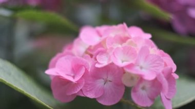 Ortanca çiçeği sinematik video 2022