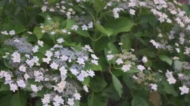 Ortanca çiçeği sinematik video 2022