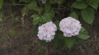 Ortanca çiçeği sinematik video 2022