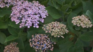 Ortanca çiçeği sinematik video 2022