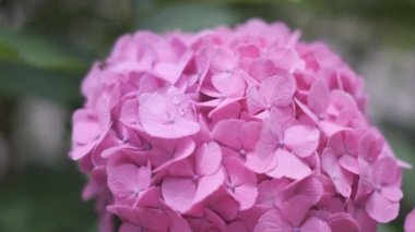 Ortanca çiçeği sinematik video 2022