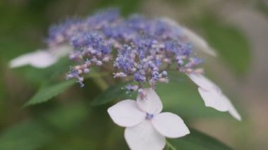 Ortanca çiçeği sinematik video 2022