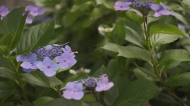 Ortanca çiçeği sinematik video 2022