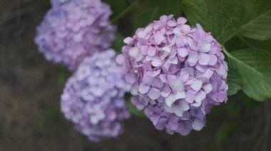 Ortanca çiçeği sinematik video 2022