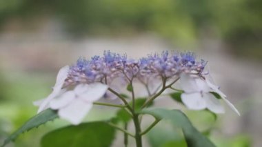 Ortanca çiçeği sinematik video 2022